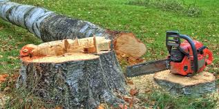 Reliable Eveleth, MN Tree Services Solutions