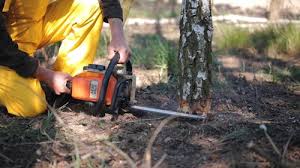 Best Tree Disease Treatment  in Eveleth, MN