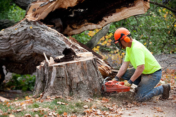 How Our Tree Care Process Works  in  Eveleth, MN