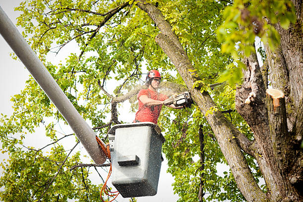 Best Root Management and Removal  in Eveleth, MN
